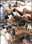 บ้านสุนัขจรจัด พี่จิ๋ม ชลบุรี บ้านสุนัขจรจัด พี่จิ๋ม ชลบุรี