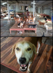 บ้านสุนัขจรจัด พี่จิ๋ม ชลบุรี บ้านสุนัขจรจัด พี่จิ๋ม ชลบุรี