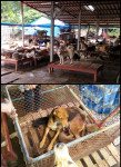 บ้านสุนัขจรจัด พี่จิ๋ม ชลบุรี บ้านสุนัขจรจัด พี่จิ๋ม ชลบุรี