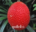 น้ำฟักข้าว30% Magna Gac น้ำฟักข้าว30% Magna Gac