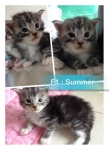 F1.   ตัวผู้ : น้องซัมเมอร์  (Summer)