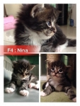 F4.   ตัวเมีย : น้องนีน่า  (Nina)