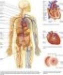 สาหร่ายแดง(BioAstin)แอสต้าแซนทิน สารต้านอนุมูลอิสระที่ดีที่สุดในโลก