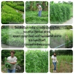 ราคาขายส่ง,รายละเอียดสินค้า,เมนูเครื่องดื่ม,น้ำสมุนไพร