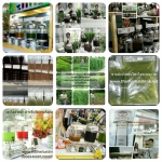 ราคาขายส่ง,รายละเอียดสินค้า,เมนูเครื่องดื่ม,น้ำสมุนไพร