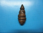 พระพุทธนั่งบัวเนื้อแดงๆ...โทรถาม