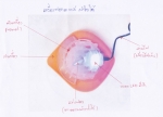 เครื่องฟอกอากาศระบบน้ำ ฝาใบไม้ ความจุ 2 ลิตร ปลีก-ส่ง