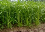 ผักบุ้งจีน 1 กิโลกรัม