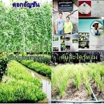 ราคาขายส่ง,รายละเอียดสินค้า,เมนูเครื่องดื่ม,น้ำสมุนไพร