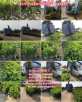 ประมวลภาพการจัดส่งต้นไม้ทั่วประเทศ