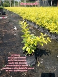 ต้นเทียนทอง จำหน่ายต้นเทียนทองราคาถูก สนใจติดต่อ   089-6083687 (โบว์)