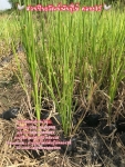 หญ้าแฝก จำหน่ายหญ้าแฝกราคาถูก ติดต่อ 089-6083687 (โบว์)