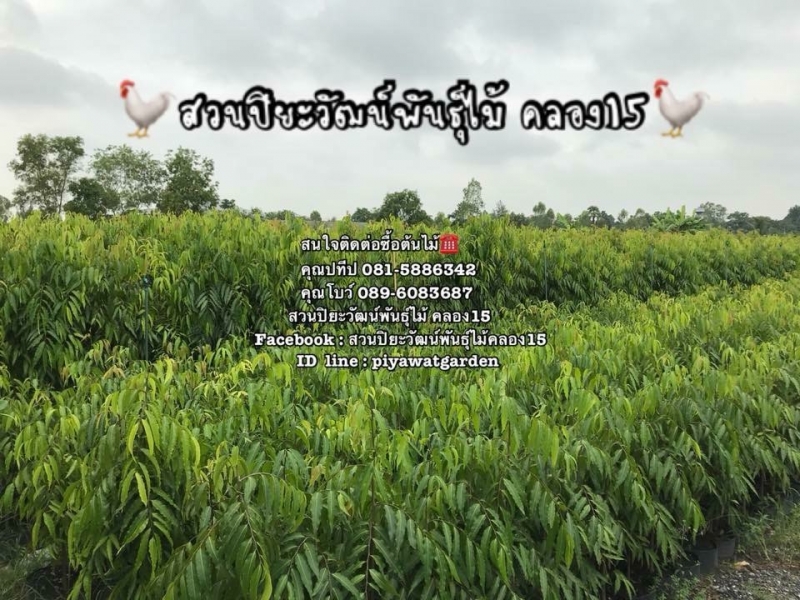 จำหน่ายต้นอโศกอินเดีย อโศกอินเดีย อโศกอินเดียราคาถูก ติดต่อ 089-6083687 (โบว์) จำหน่ายต้นอโศกอินเดีย อโศกอินเดีย อโศกอินเดียราคาถูก ติดต่อ 089-6083687 (โบว์)