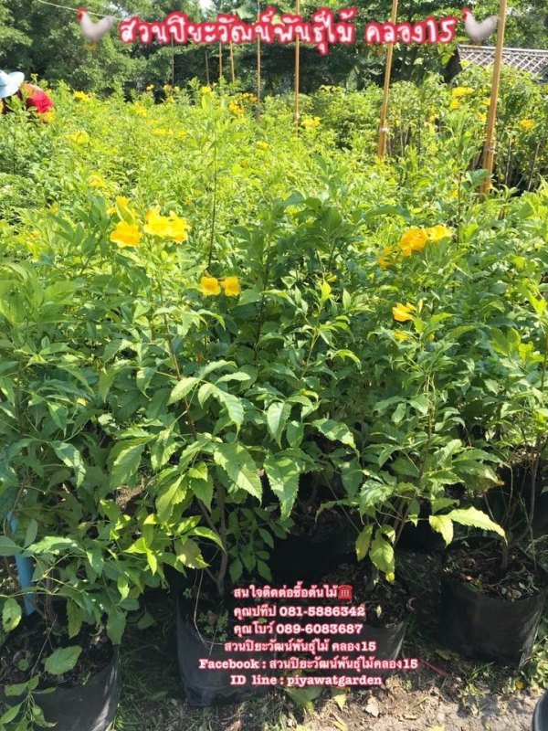 ต้นทองอุไร ทองอุไร สนใจ 089-6083687 สวนปิยะวัฒน์พันธุ์ไม้ ต้นทองอุไร ทองอุไร สนใจ 089-6083687 สวนปิยะวัฒน์พันธุ์ไม้