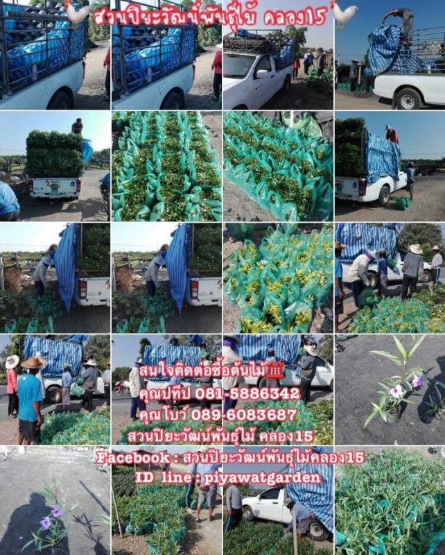 ประมวลภาพการจัดส่งต้นไม้ทั่วประเทศ ประมวลภาพการจัดส่งต้นไม้ทั่วประเทศ