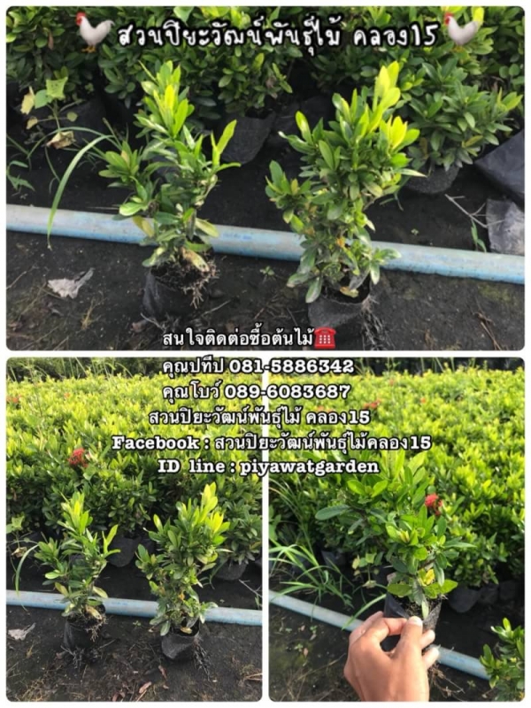ต้นเข็มแดงเชียงใหม่ ต้นเข็ม ราคาถูก สนใจติดต่อ 089-6083687 (โบว์) ต้นเข็มแดงเชียงใหม่ ต้นเข็ม ราคาถูก สนใจติดต่อ 089-6083687 (โบว์)