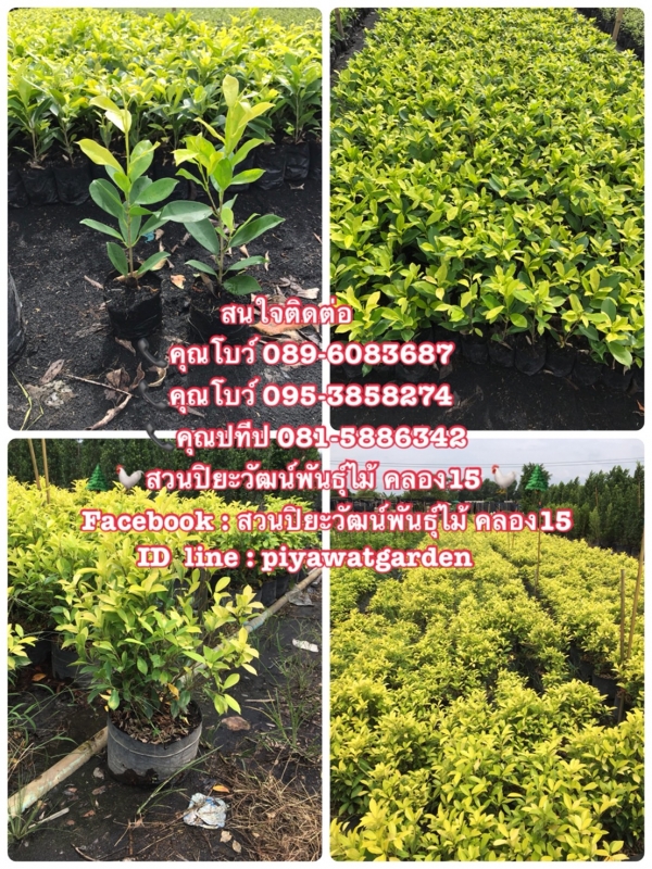 ต้นไทรยอดทอง ไทรทอง ต้นไทร ราคาถูก สนใจติดต่อ 089-6083687 (โบว์) ต้นไทรยอดทอง ไทรทอง ต้นไทร ราคาถูก สนใจติดต่อ 089-6083687 (โบว์)