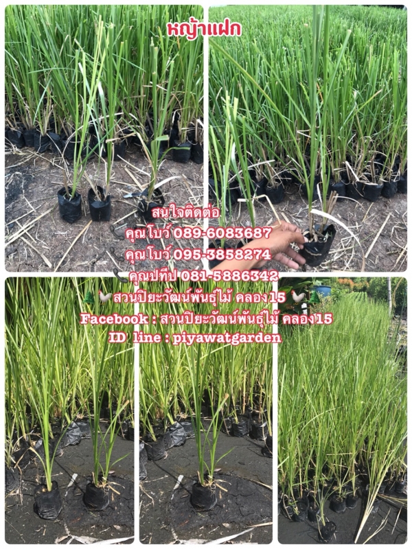 หญ้าแฝก จำหน่ายหญ้าแฝกราคาถูก ติดต่อ 089-6083687 (โบว์) หญ้าแฝก จำหน่ายหญ้าแฝกราคาถูก ติดต่อ 089-6083687 (โบว์)