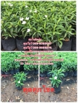 ต้นพุดศุภโชค พุดศุภโชค ต้นพุด 089-6083687 โบว์ สวนปิยะวัฒน์