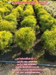 เล็บครุฑฝอยทอง ต้นเล็บครุฑ เล็บครุฑฝอยทอง ราคาถูก 089-6083687 โบว์ สวนปิยะวัฒน์