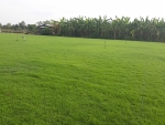 หญ้านวลน้อย หญ้ามาเลเซีย หญ้าญี่ปุ่น หญ้าเบอร์มิวด้า 089-6083687 โบว์ สวนปิยะวัฒน์