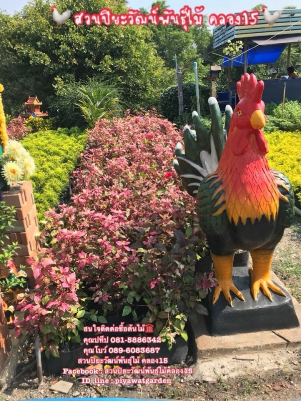 ต้นชบาแดง ชบาแดง ชบาขาว ถุง4นิ้ว ถุง8นิ้ว 089-603687 โบว์ สวนปิยะวัฒน์พันธุ์ไม้ ต้นชบาแดง ชบาแดง ชบาขาว ถุง4นิ้ว ถุง8นิ้ว 089-603687 โบว์ สวนปิยะวัฒน์พันธุ์ไม้