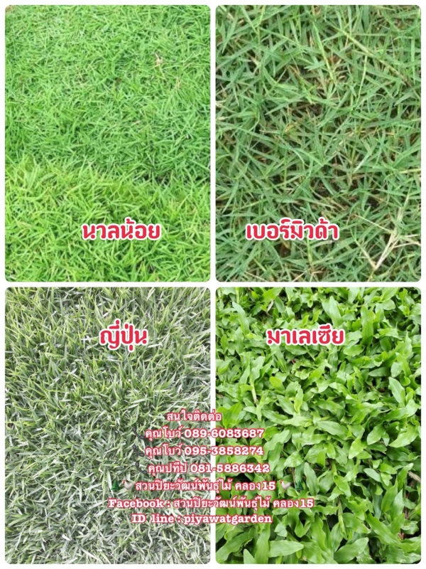 หญ้านวลน้อย หญ้ามาเลเซีย หญ้าญี่ปุ่น หญ้าเบอร์มิวด้า 089-6083687 โบว์ สวนปิยะวัฒ หญ้านวลน้อย หญ้ามาเลเซีย หญ้าญี่ปุ่น หญ้าเบอร์มิวด้า 089-6083687 โบว์ สวนปิยะวัฒ