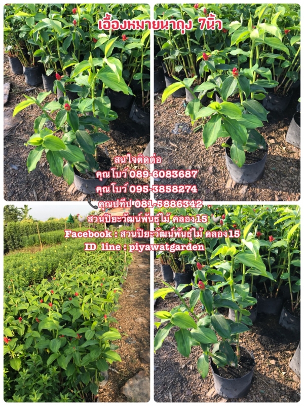 ต้นเอื้องหมายนา เอื้องหมายนา ต้นเอื้อง ติดต่อ 089-6083687 โบว์ สวนปิยะวัฒน์ ต้นเอื้องหมายนา เอื้องหมายนา ต้นเอื้อง ติดต่อ 089-6083687 โบว์ สวนปิยะวัฒน์