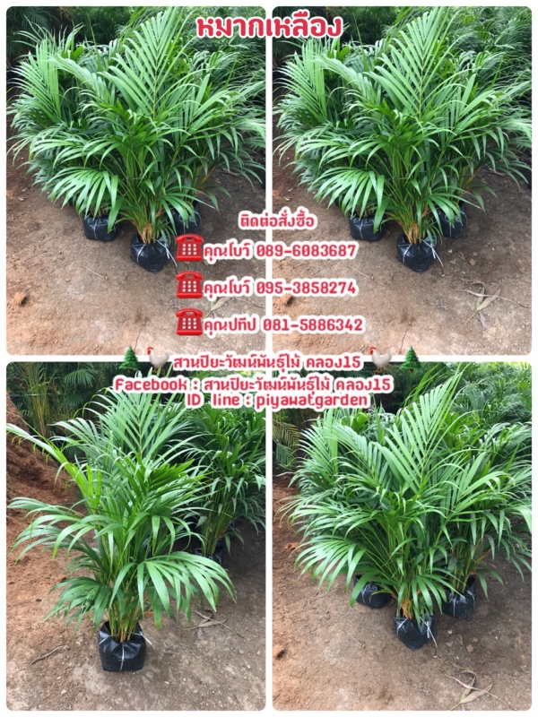 หมากเหลือง 80-1เมตร สนใจติดต่อ คุณโบว์ 089-6083687 คุณโบว์ 095-3858274 คุณปท หมากเหลือง 80-1เมตร สนใจติดต่อ คุณโบว์ 089-6083687 คุณโบว์ 095-3858274 คุณปท