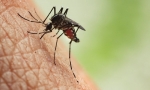 Mosquito Bite Treatment น้ำมันนวดทายุงและแมลงกัด 15ml