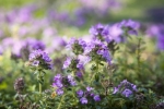 PHYTO-ELAN, FRANCE - DEVELOPMENT OF ECO-FRIENDLY PRODUCTS