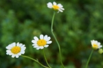 PYRETHRUM DRIED FLOWERS AND EXTRACT 50% 1 Kg.