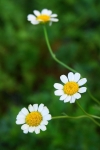 PYRETHRUM DRIED FLOWERS AND EXTRACT 50% 1 Kg.