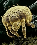 Anti-Acariens Elimination of mites without pesticides 1 Litre