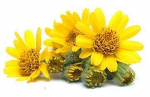 Arnica Montana Flower Extract 1 Kg.