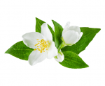 Jasmine from Tunisia, Pure Essential oils 30ml