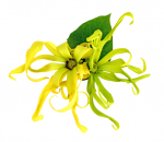 Ylang Ylang from Madagascar กลิ่นกระดังงา 1 Litre