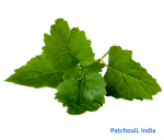 Patchouli from India กลิ่นพิมเสน 1 Litre