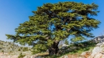 Cedar from Lebanon กลิ่นซีด้าร์ 1 Litre