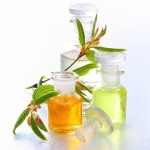 Cedar from Lebanon, Pure Essential oils 30ml